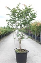 Acer palmatum 'Osakazuki' cont. 30L 125-150 cm +ф