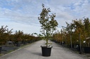Acer palmatum 'Osakazuki' cont. 30L 125-150 cm +f