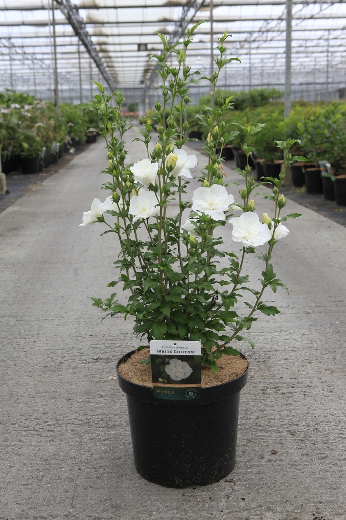 [P] Hibiscus syriacus WHITE CHIFFON (PBR) cont. 10L 60-80 cm +f