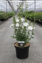 Hibiscus syriacus WHITE CHIFFON (PBR) Kont. 10L 60-80 cm +B