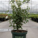 Hibiscus syriacus WHITE CHIFFON (PBR) cont. 10L 60-80 cm +ф