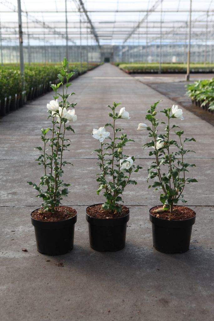 Hibiscus syriacus WHITE CHIFFON (PBR) cont. 3,6L 40-50 cm +B