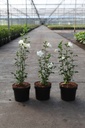 Hibiscus syriacus WHITE CHIFFON (PBR) cont. 3,6L 40-50 cm +B