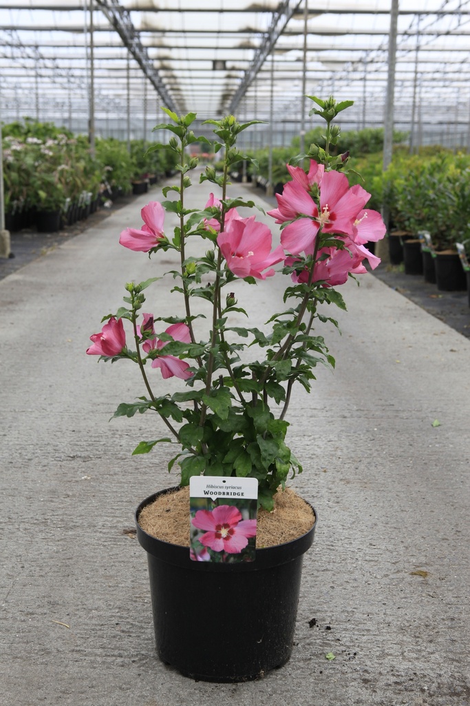 Hibiscus syriacus 'Woodbridge' cont. 10L 60-80 cm +f