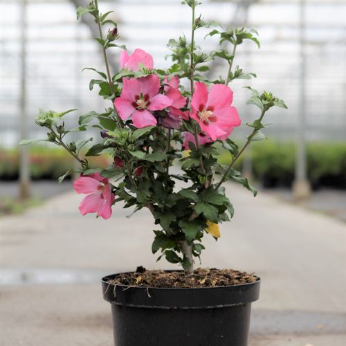 Hibiscus syriacus 'Woodbridge' cont. 10L 60-80 cm +p