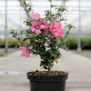 Hibiscus syriacus 'Woodbridge' cont. 10L 60-80 cm +p