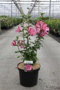 Hibiscus syriacus 'Woodbridge' cont. 10L 60-80 cm +p