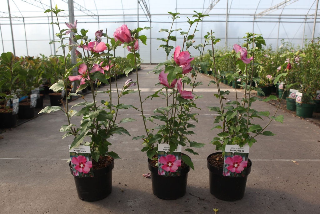 Hibiscus syriacus 'Woodbridge' cont. 3,6L 40-50 cm +f