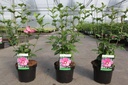 Hibiscus syriacus 'Woodbridge' cont. 3,6L 40-50 cm +ф