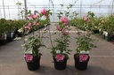 Hibiscus syriacus 'Woodbridge' cont. 3,6L 40-50 cm +f