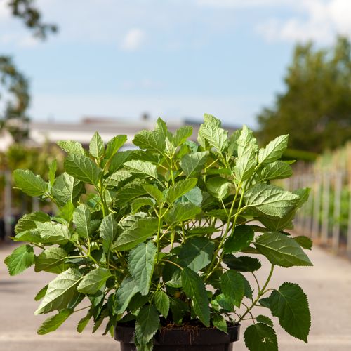 Hydrangea arborescens 'Annabelle' cont. 10L 60-80 cm +ф