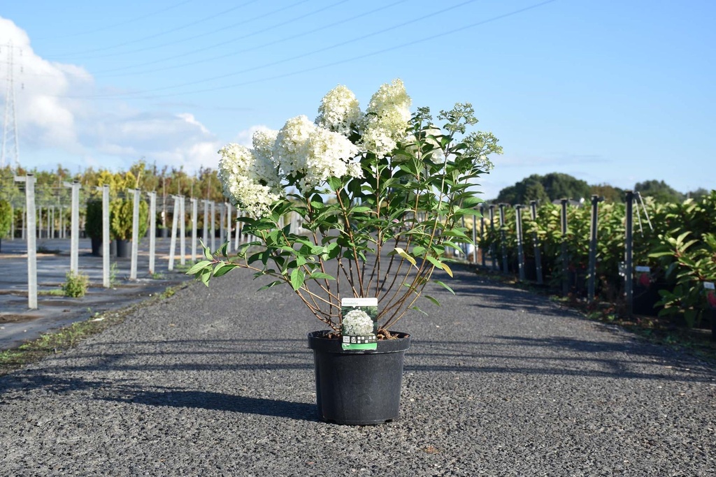 [P] Hydrangea arborescens 'Annabelle' vaso 10L 60-80 cm +f