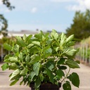 Hydrangea arborescens 'Annabelle' cont. 10L 60-80 cm +p