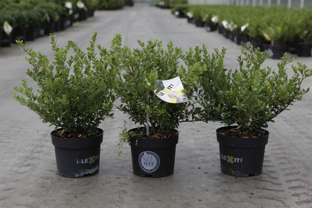 Ilex crenata 'Dark Green®' cont. 2L 20-30 cm struik