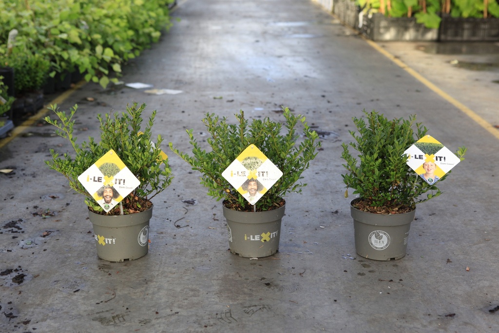 [P] Ilex crenata 'Dark Green®' cont. 2L 20-30 cm struik