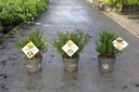 Ilex crenata 'Dark Green®' Kont. 2L 20-30 cm Strauch