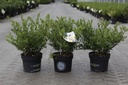 Ilex crenata 'Dark Green®' cont. 2L 20-30 cm shrub