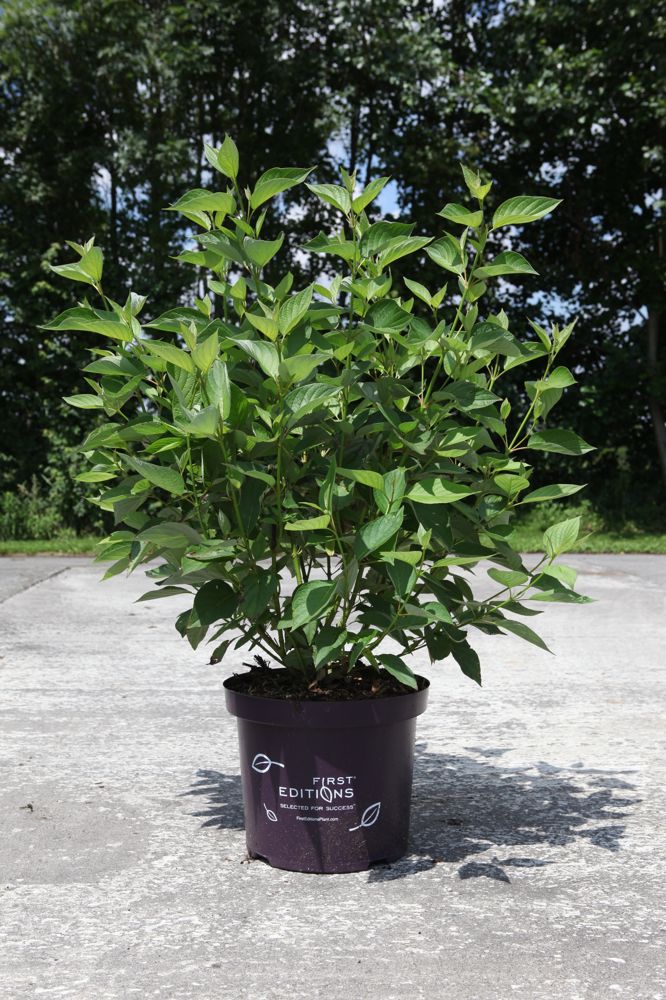 Cornus sericea 'Firedance' FIRST EDITIONS® cont. 10L deco 80/+ cm +f
