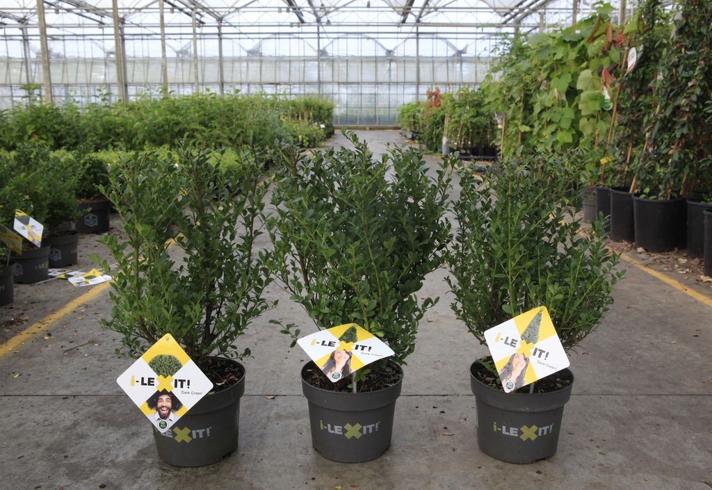 Ilex crenata 'Dark Green®' cont. 3L 30-40 cm arbuste