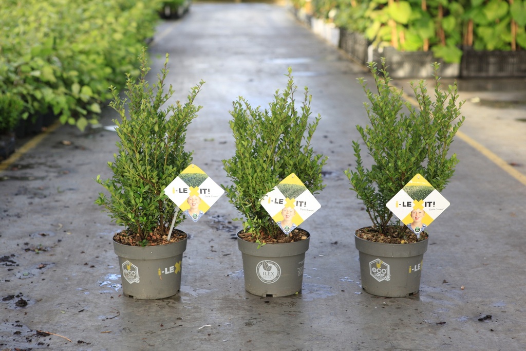 [P] Ilex crenata 'Dark Green®' cont. 3L 30-40 cm shrub
