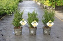 Ilex crenata 'Dark Green®' cont. 3L 30-40 cm struik