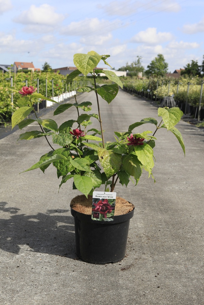 Calycanthus raulstonii 'Hartlage Wine' cont. 10L 60-80 cm +ф