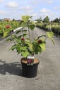 Calycanthus raulstonii 'Hartlage Wine' cont. 10L 60-80 cm +f