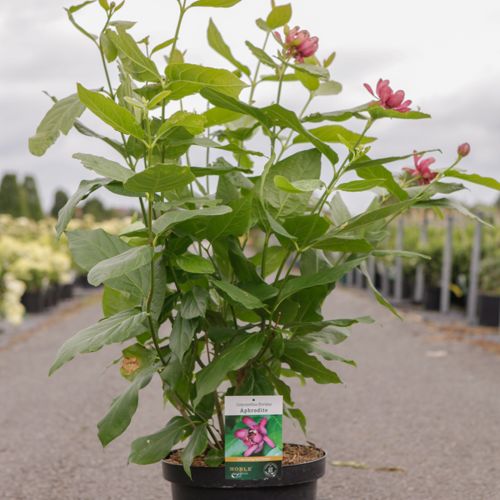 [P] Calycanthus Proven Winners® 'Aphrodite' cont. 10L déco 80/+ cm +p