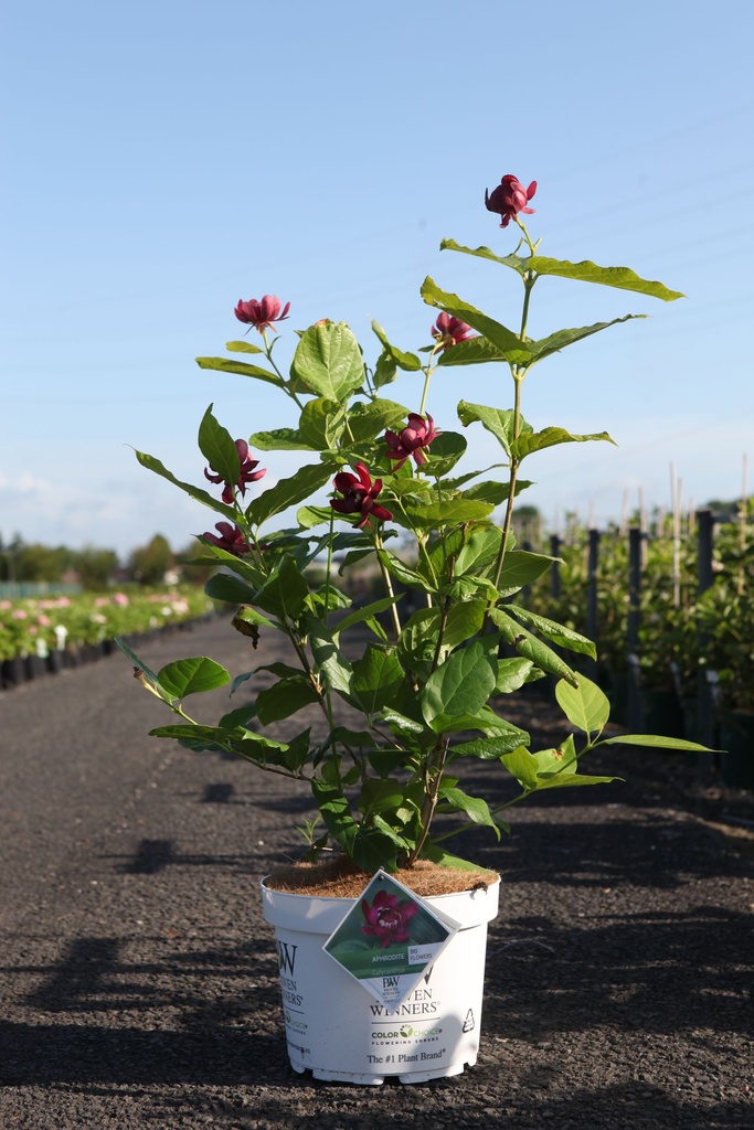 [P] Calycanthus Proven Winners® 'Aphrodite' cont. 10L déco 80/+ cm +p