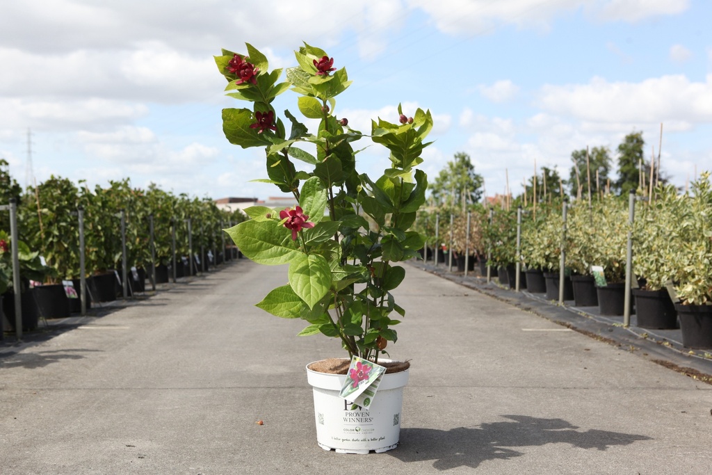 [P] Calycanthus Proven Winners® 'Aphrodite' cont. 10L déco 80/+ cm +p