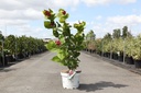 Calycanthus Proven Winners® 'Aphrodite' cont. 10L deco 80/+ cm +p