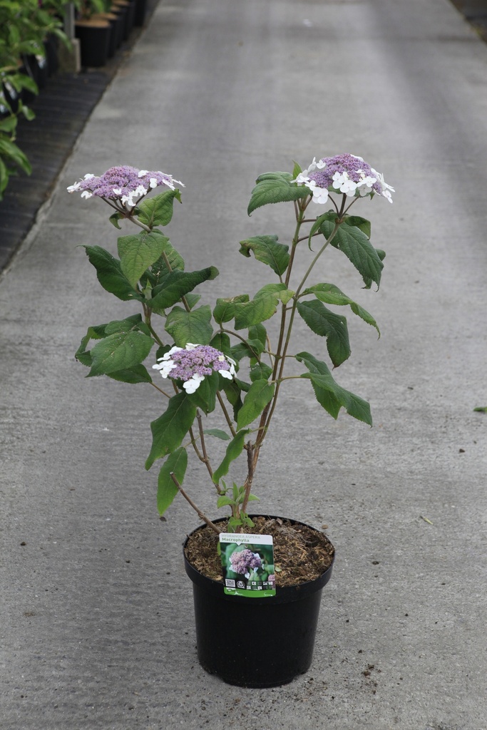 [P] Hydrangea aspera 'Macrophylla' Kont. 10L 60-80 cm +B