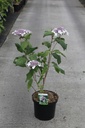 Hydrangea aspera 'Macrophylla' Kont. 10L 60-80 cm +B