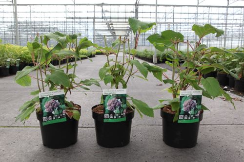 Hydrangea aspera 'Macrophylla' cont. 3,6L 30-40 cm +p