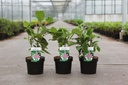 Hydrangea aspera 'Macrophylla' cont. 3,6L 30-40 cm +p