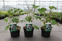 Hydrangea aspera 'Macrophylla' cont. 3,6L 30-40 cm +p