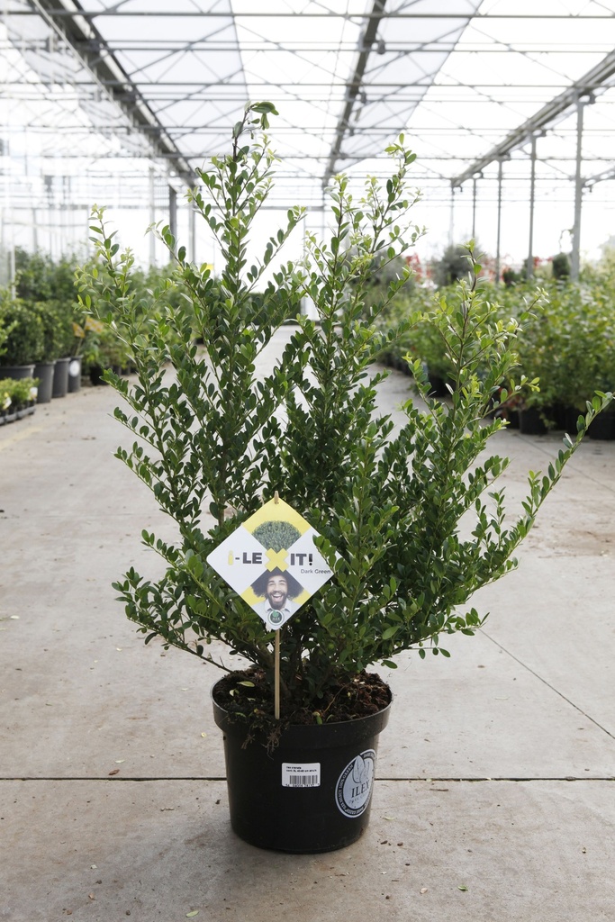 Ilex crenata 'Dark Green®' cont. 5L 40-60 cm struik