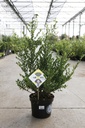 Ilex crenata 'Dark Green®' cont. 5L 40-60 cm struik