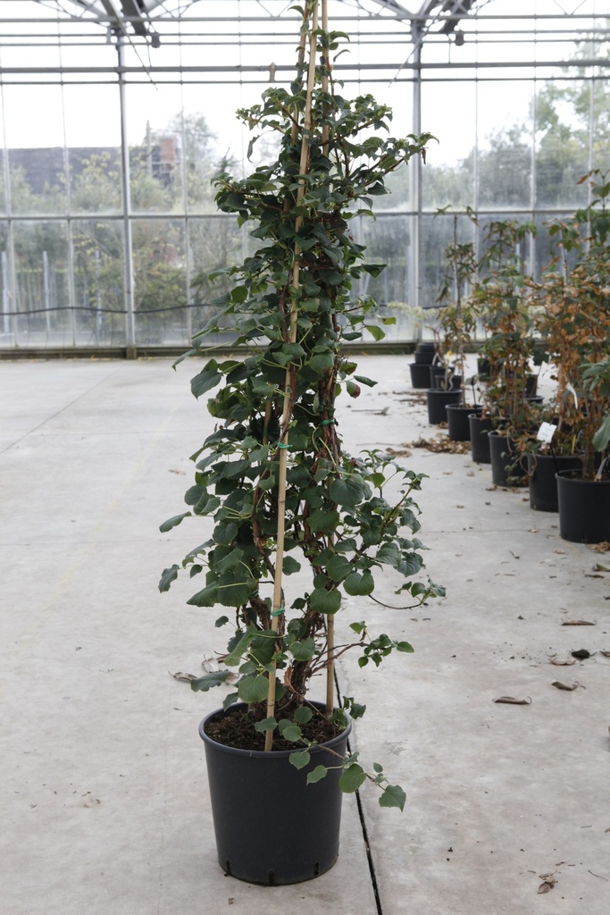 Hydrangea anomala petiolaris cont. 18L 150/+ cm +ф