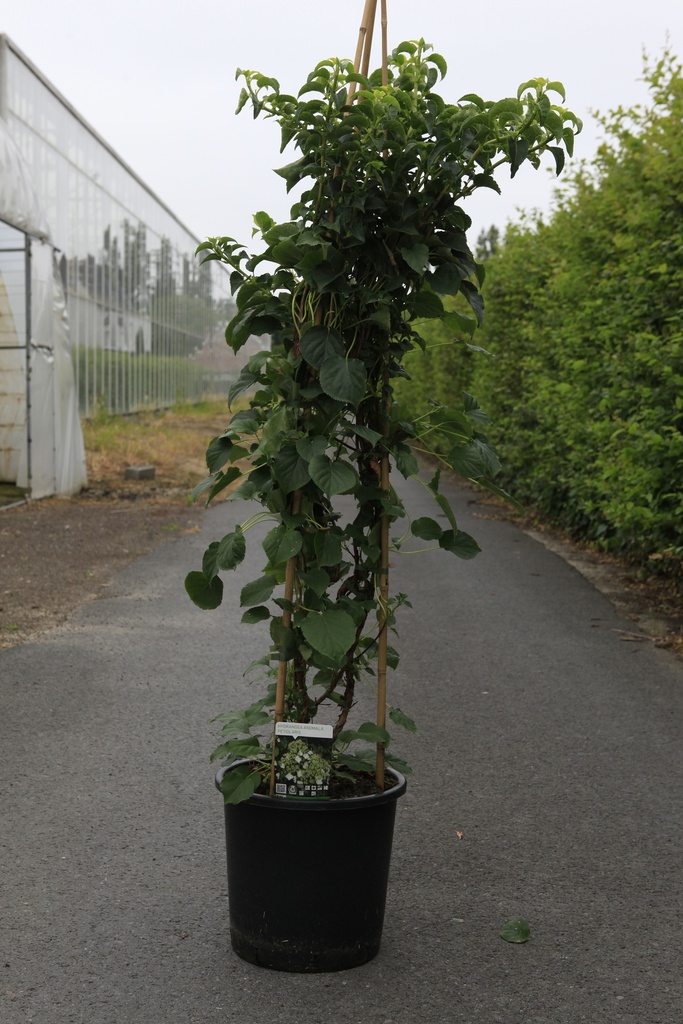 [P] Hydrangea anomala petiolaris cont. 18L 150/+ cm +f