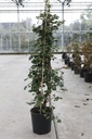 Hydrangea anomala petiolaris cont. 18L 150/+ cm +p