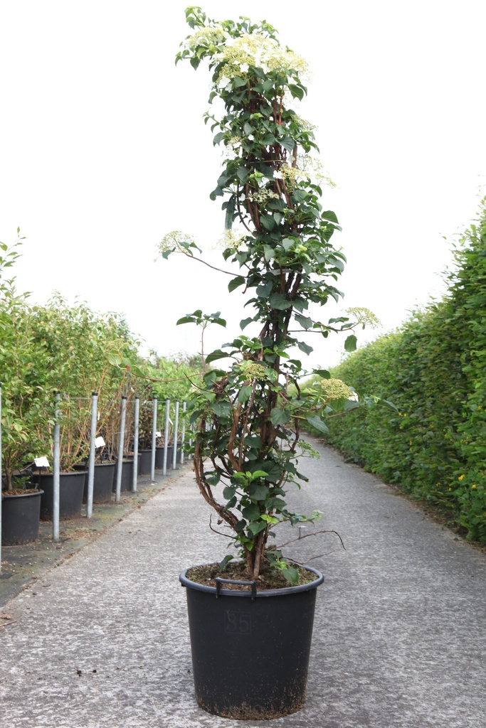 [P] Hydrangea anomala petiolaris cont. 35L 125-150 cm