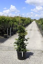 Hydrangea anomala petiolaris cont. 35L 125-150 cm