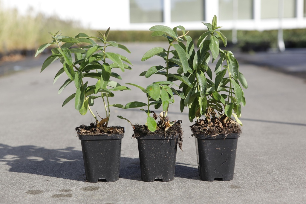 [P] Hypericum calycinum cont. 0,4L (P9) 15-20 cm