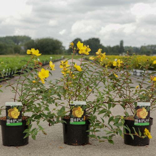 Hypericum dummeri 'Peter Dummer' cont. 3,6L 25-30 cm +p