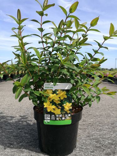 [P] Hypericum 'Hidcote' cont. 3,6L 30-40 cm +p