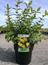 Hypericum 'Hidcote' cont. 3,6L 30-40 cm +ф