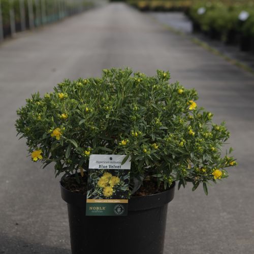 [P] Hypericum kalmianum 'Blue Velvet' cont. 10L 40-50 cm +ф