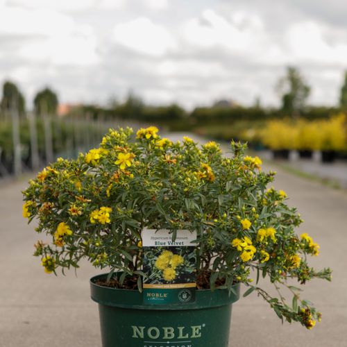 [P] Hypericum kalmianum 'Blue Velvet' cont. 10L deco 40-50 cm +B