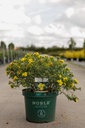 Hypericum kalmianum 'Blue Velvet' cont. 10L deco 40-50 cm +ф